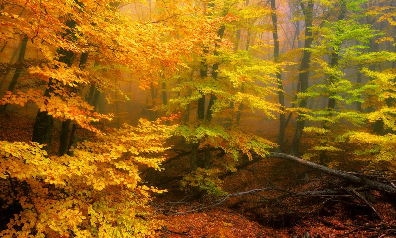 Autumn Forest with Fog — Yellow, Misty