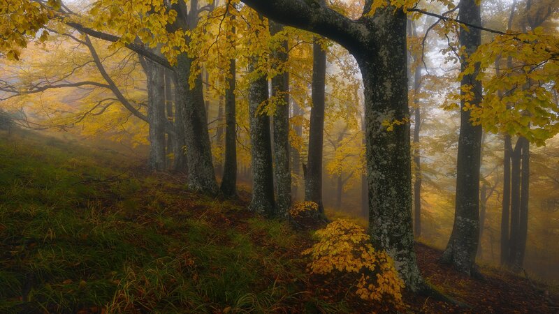 Autumn Forest with Fog — Yellow, Serene, Photograph, Trees, Grass