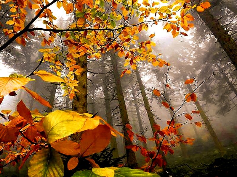 Autumn Forest with Fog — Yellow, Serene, Photograph, Trees, Leaves
