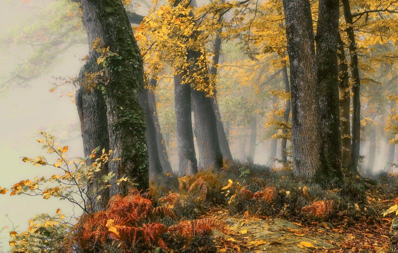 Autumn Forest with Fog — Yellow, Serene, Photograph, Trees, Moss