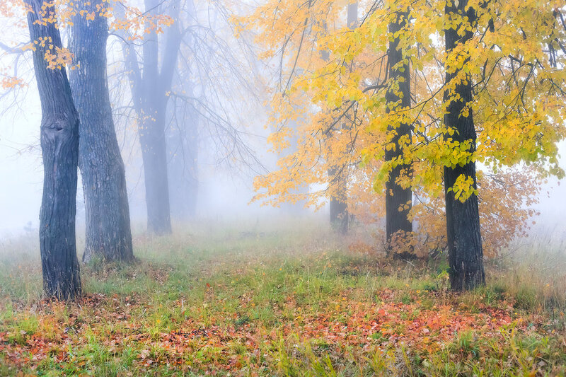Autumn Forest with Fog — Yellow, Serene, Photograph, Trees