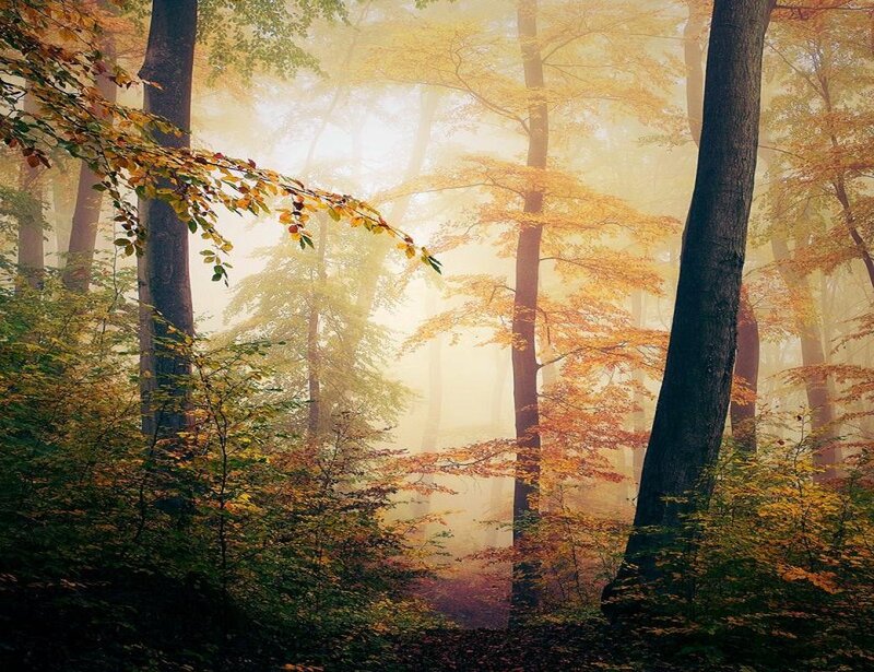 Autumn Forest with Fog — Yellow, Serene