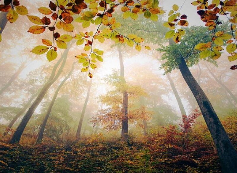 Autumn Forest with Fog — Yellow