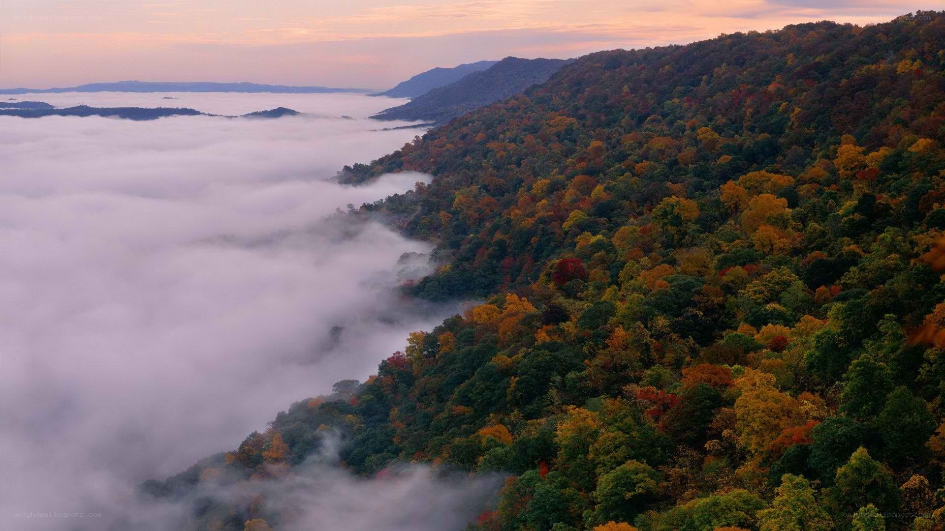Autumn forest with fog