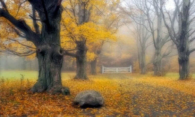 Autumn Forest with Gate