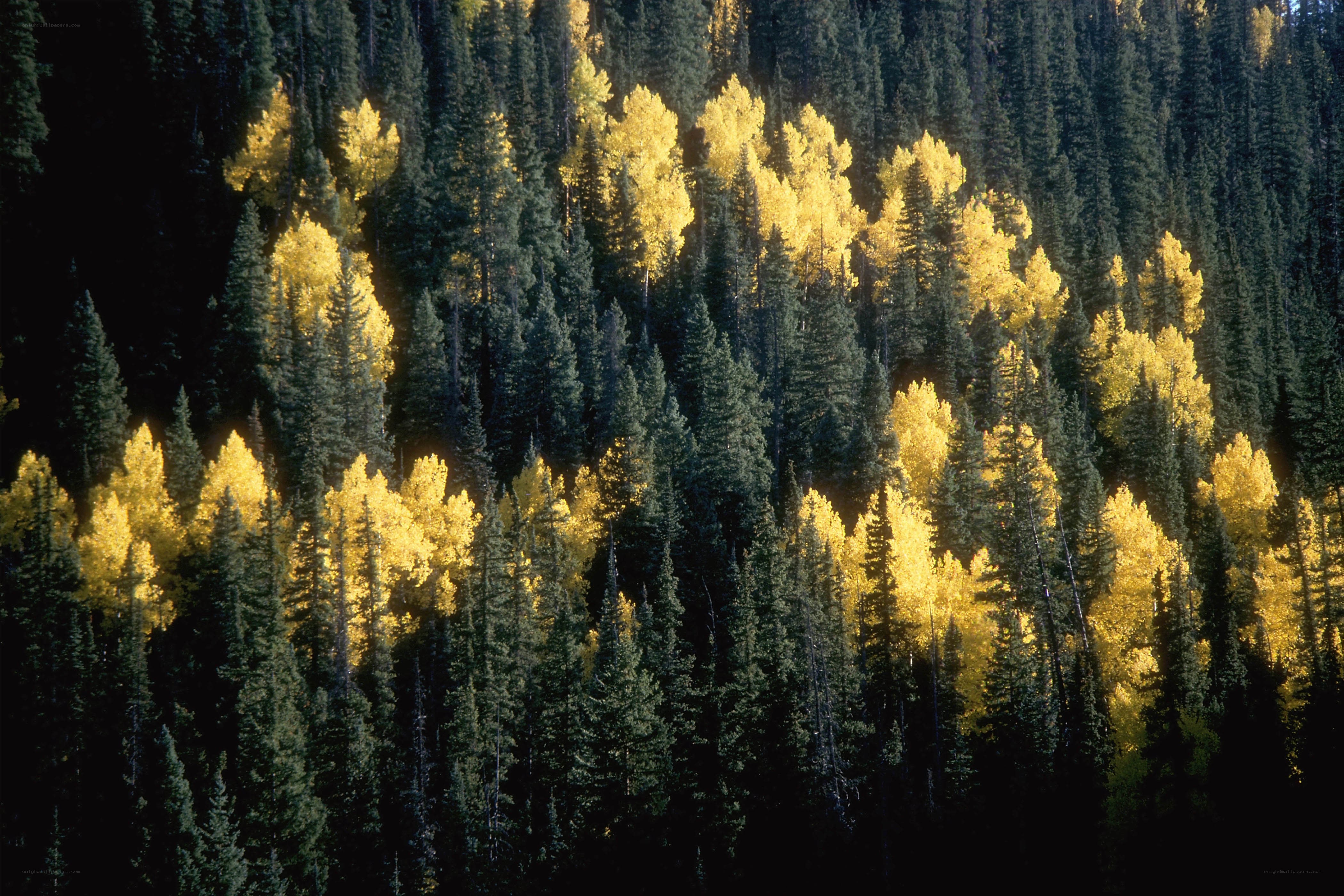 Autumn forest with golden aspens