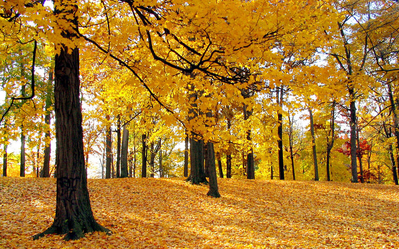 Autumn forest with golden leaves