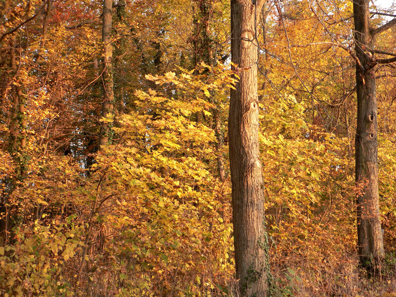 Autumn forest with golden leaves