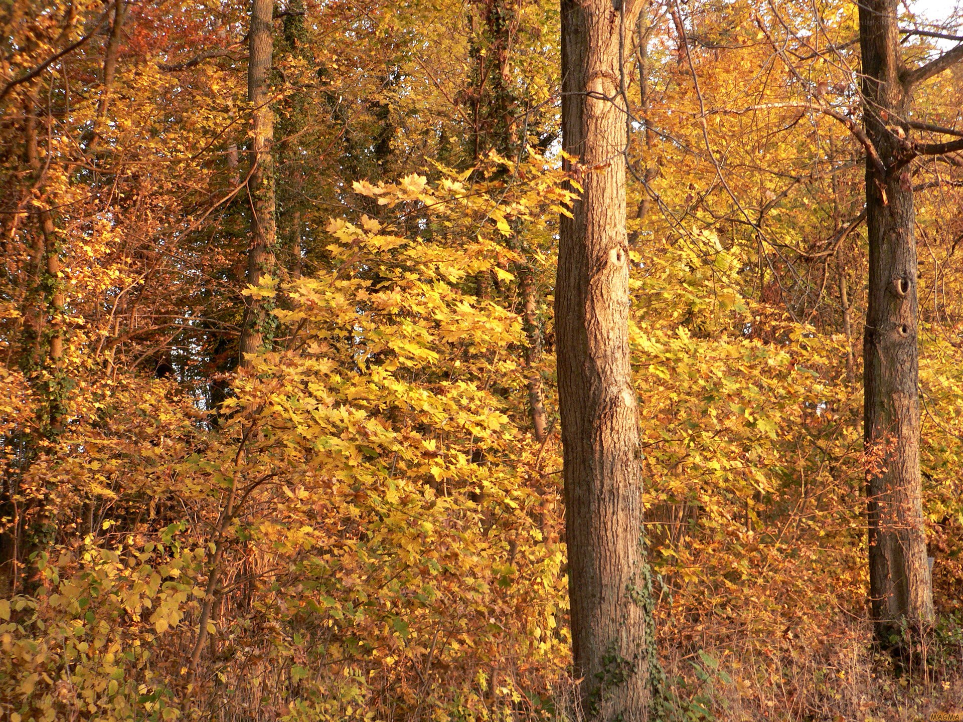 Autumn forest with golden leaves