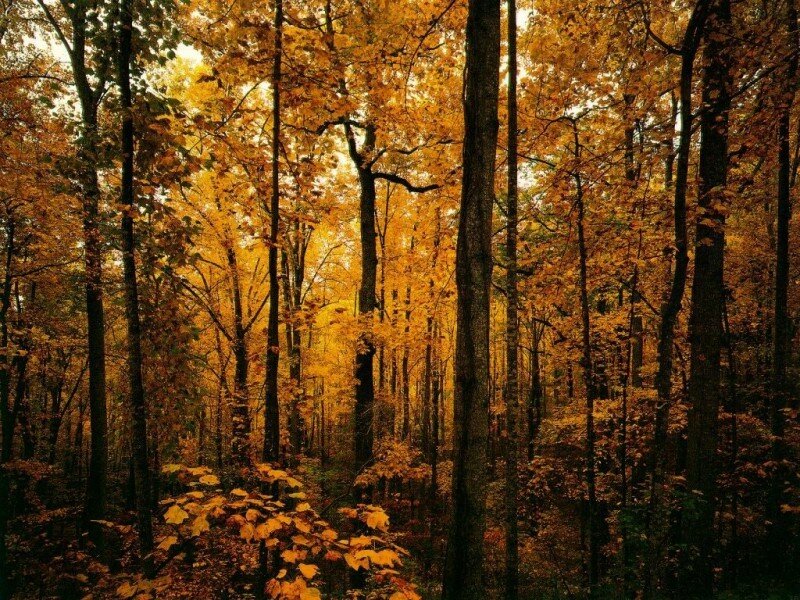 Autumn forest with golden leaves