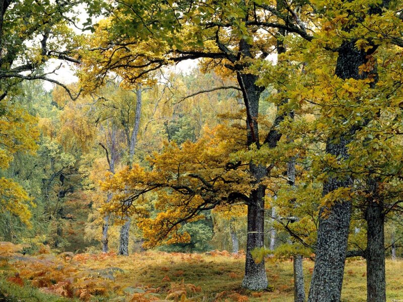 Autumn forest with golden leaves