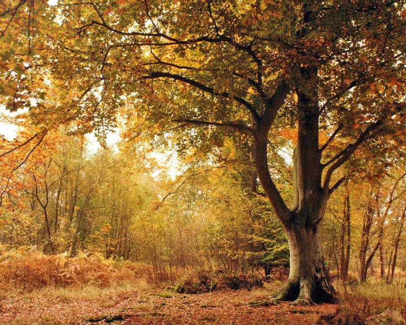 Autumn forest with golden leaves