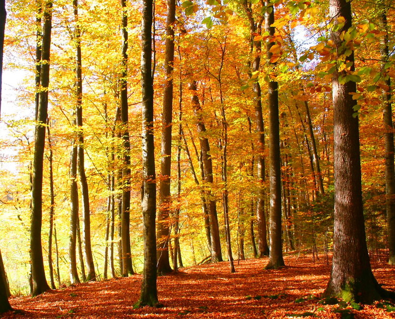 Autumn forest with golden leaves