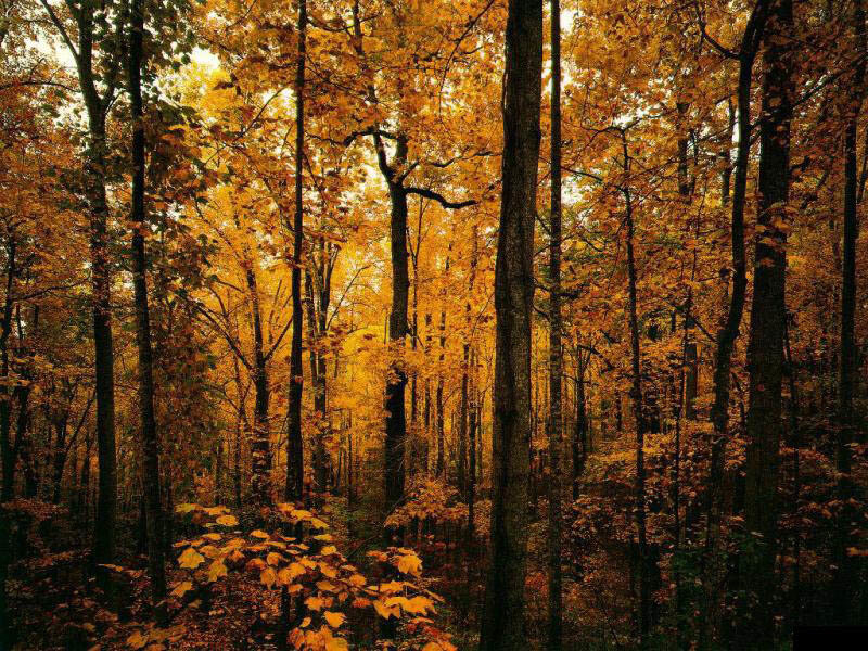 Autumn forest with golden leaves