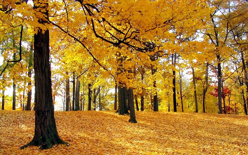 Autumn forest with golden leaves