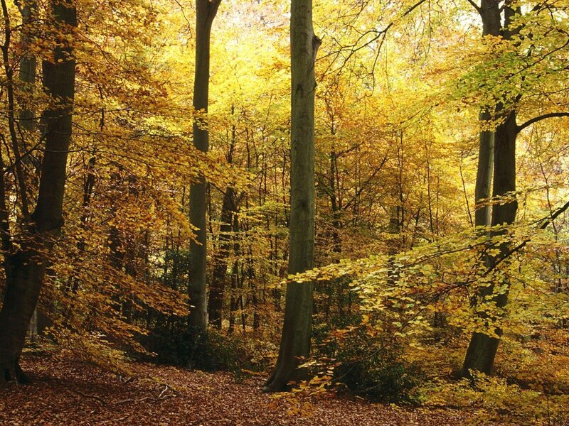Autumn forest with golden leaves