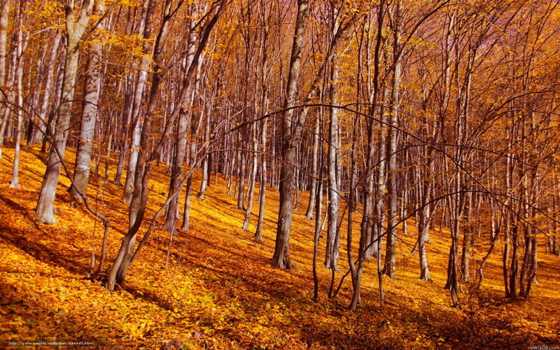 Autumn forest with golden leaves