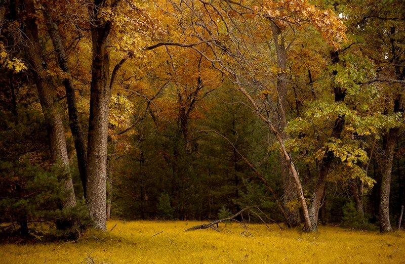 Autumn forest with golden leaves