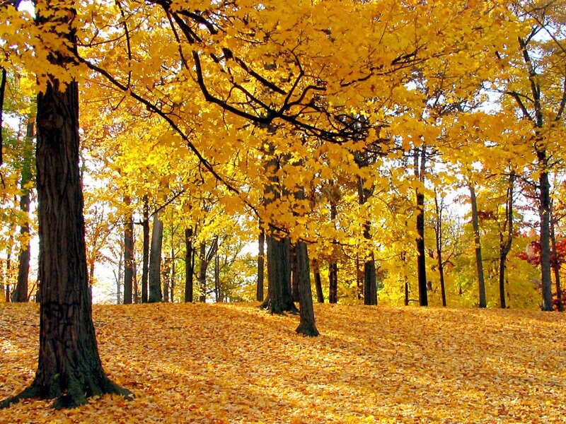 Autumn forest with golden leaves