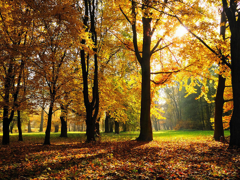 Autumn forest with golden leaves
