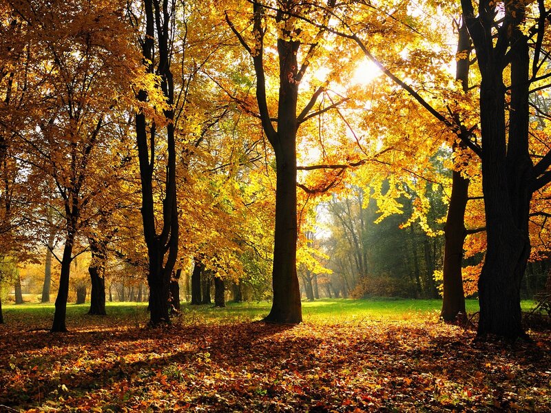 Autumn forest with golden leaves