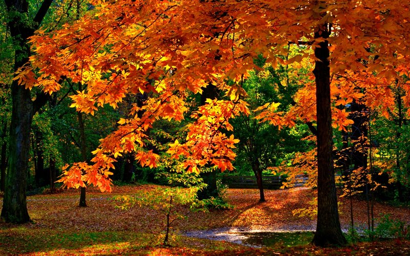 Autumn forest with golden leaves