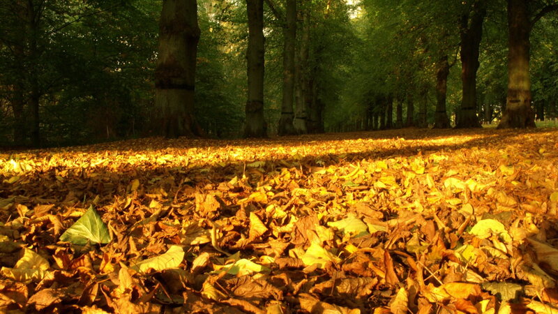 Autumn forest with golden leaves