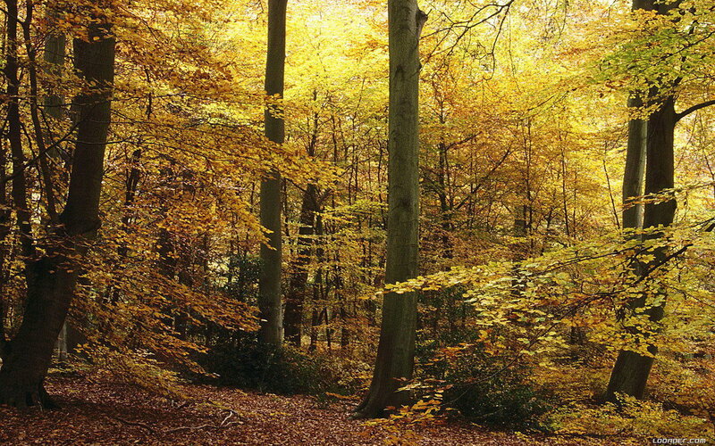 Autumn forest with golden leaves