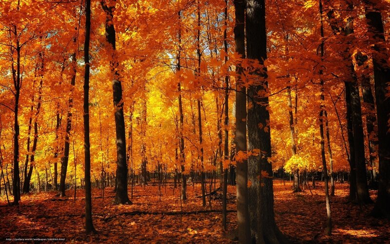Autumn forest with golden leaves