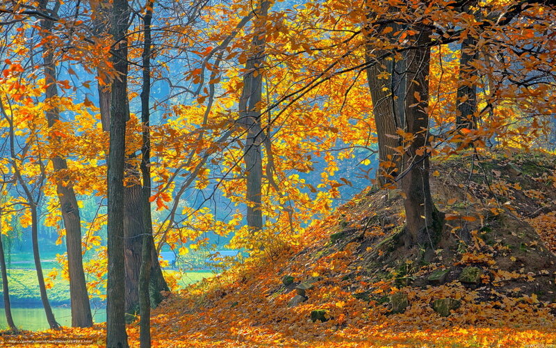 Autumn forest with golden leaves