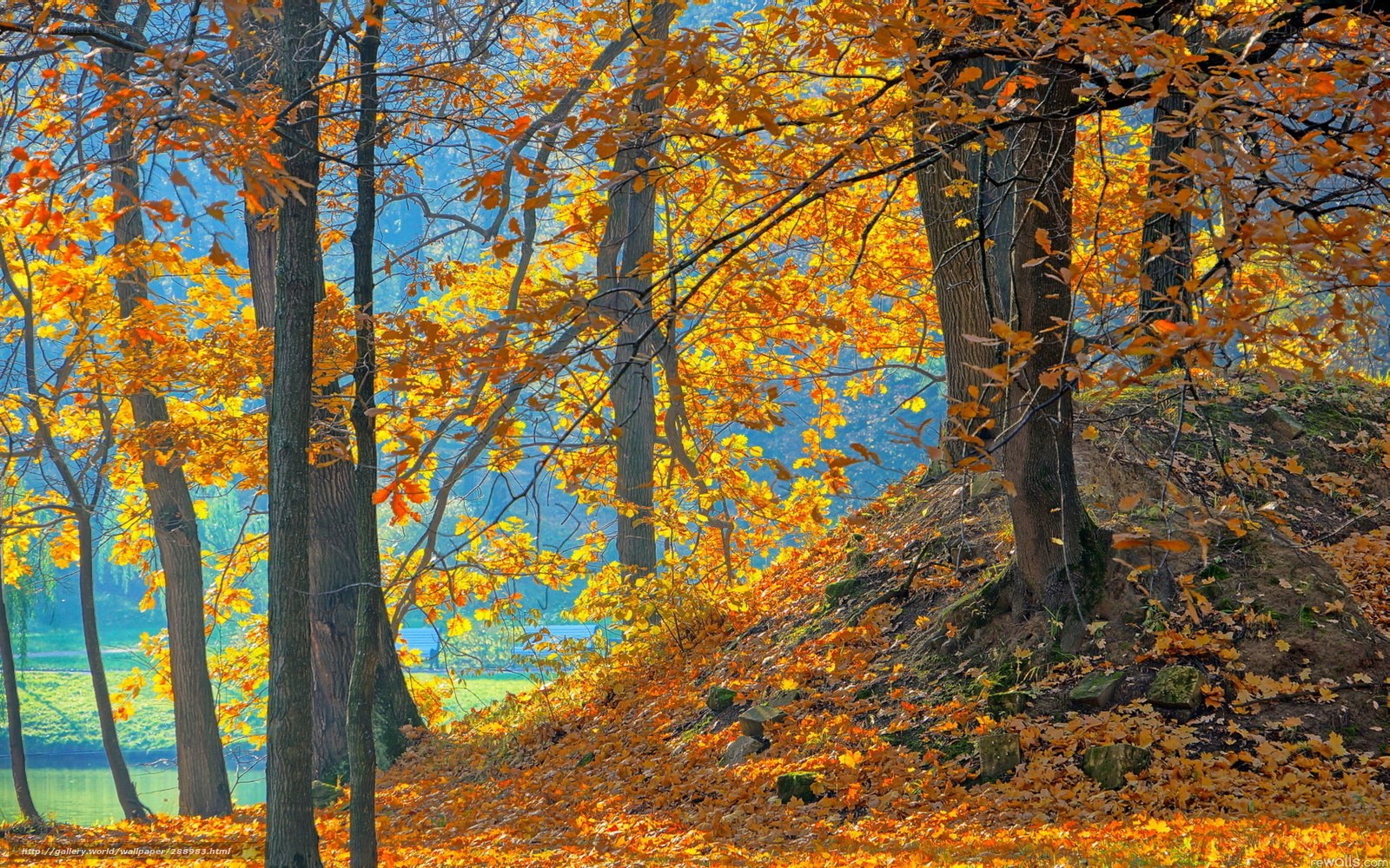 Autumn forest with golden leaves