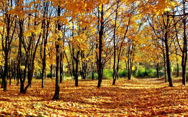 Autumn forest with golden leaves