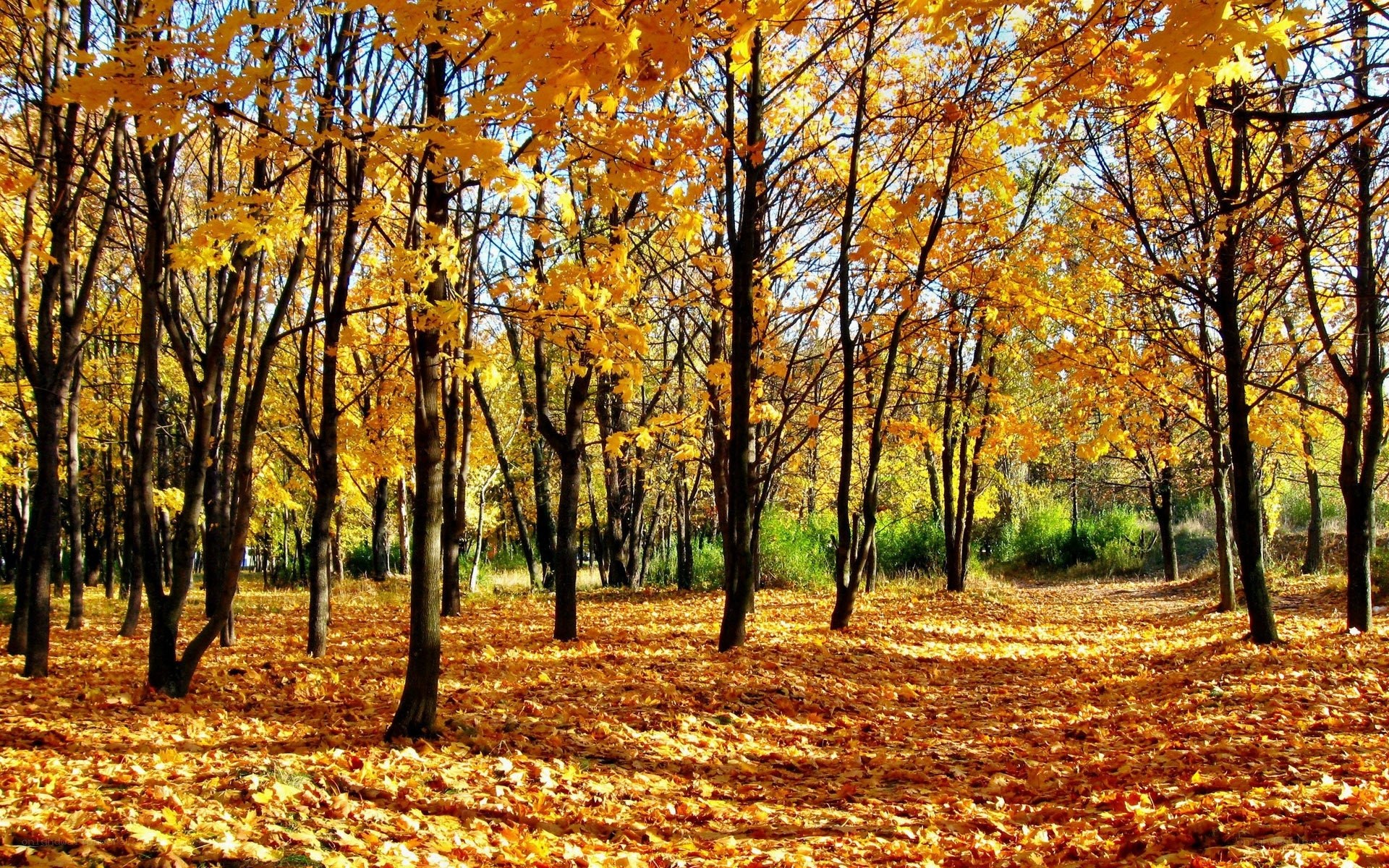 Autumn forest with golden leaves