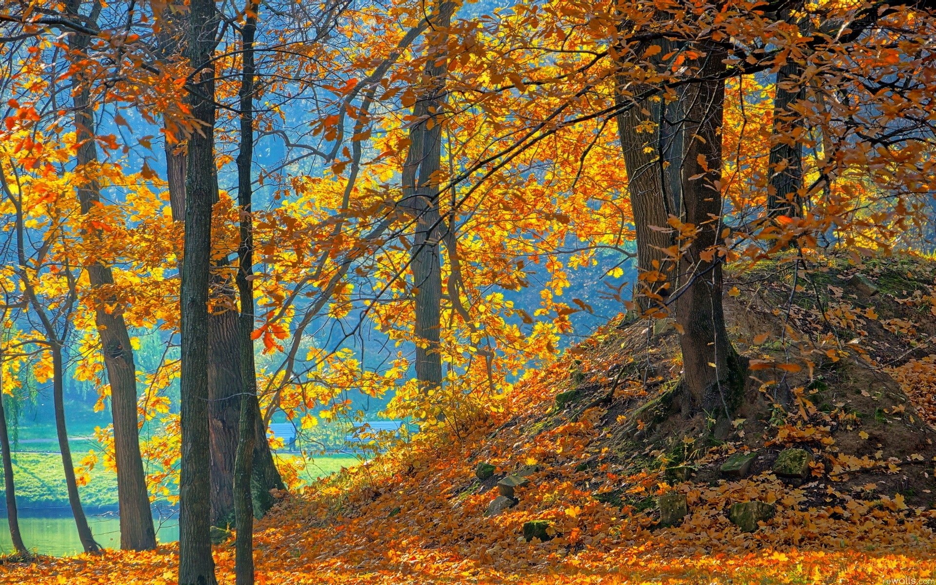 Autumn forest with golden leaves