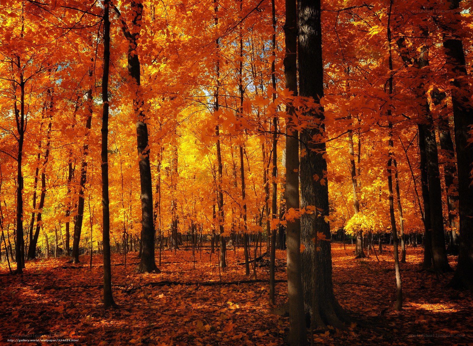 Autumn forest with golden leaves