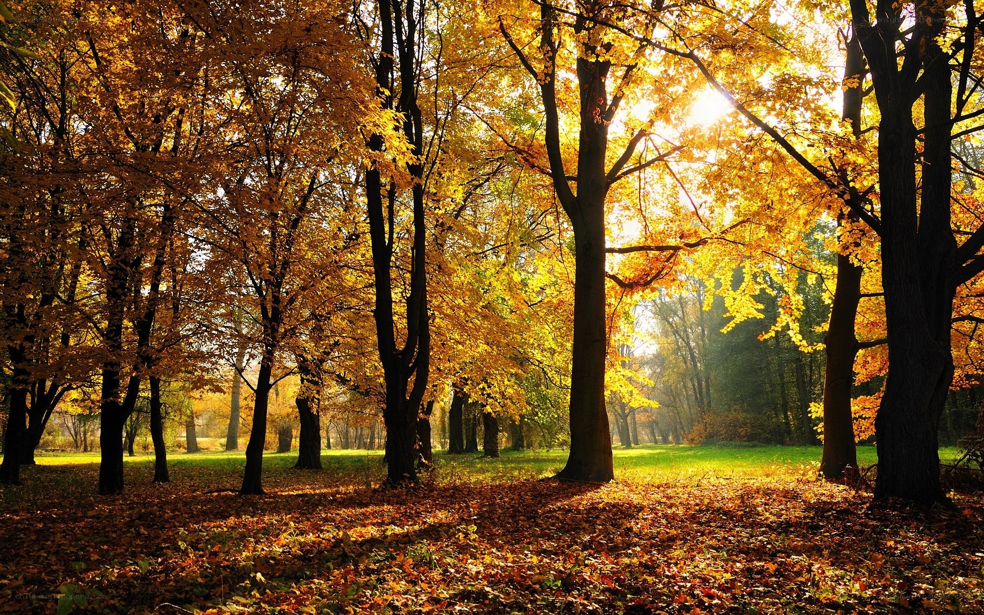 Autumn forest with golden leaves