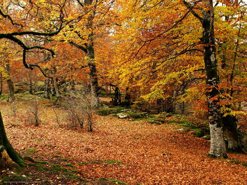 Autumn forest with golden leaves