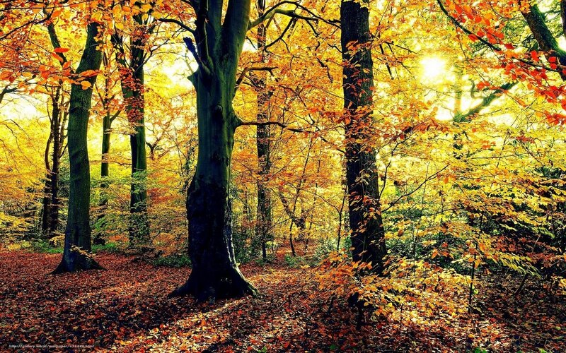 Autumn forest with golden leaves
