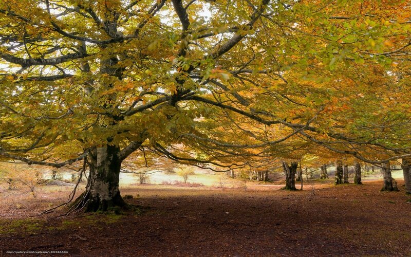 Autumn forest with golden leaves
