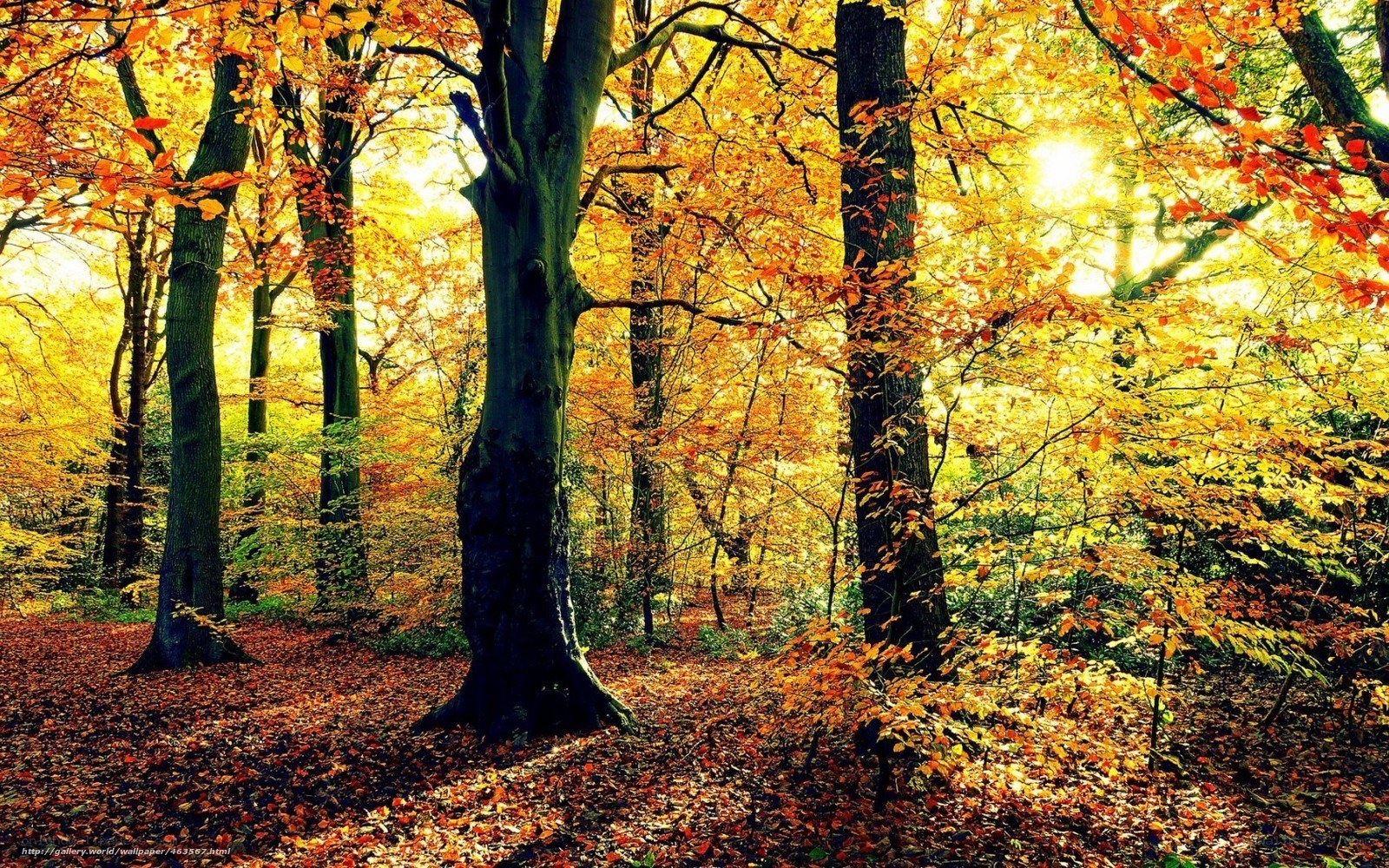 Autumn forest with golden leaves