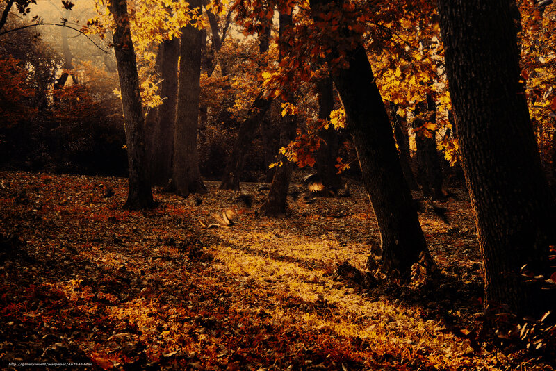Autumn forest with golden leaves