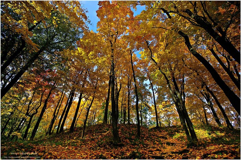Autumn forest with golden leaves