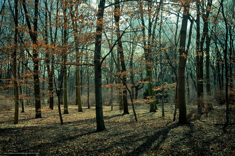 Autumn forest with golden leaves