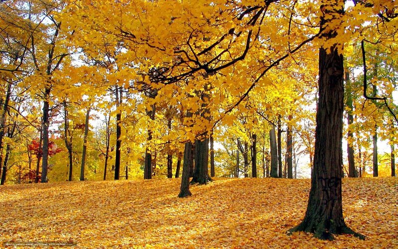 Autumn forest with golden leaves