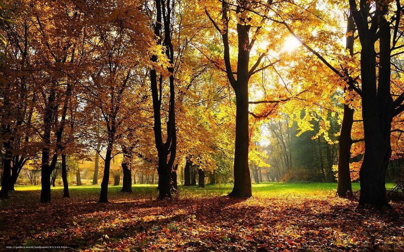 Autumn forest with golden leaves