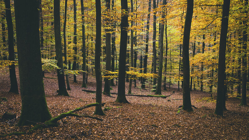 Autumn forest with golden leaves
