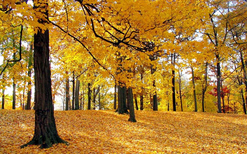 Autumn forest with golden leaves