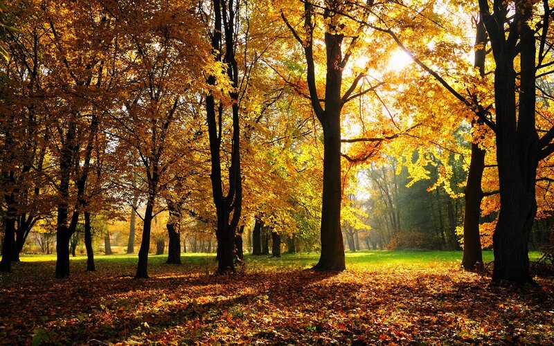 Autumn forest with golden leaves