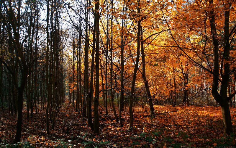 Autumn forest with golden leaves