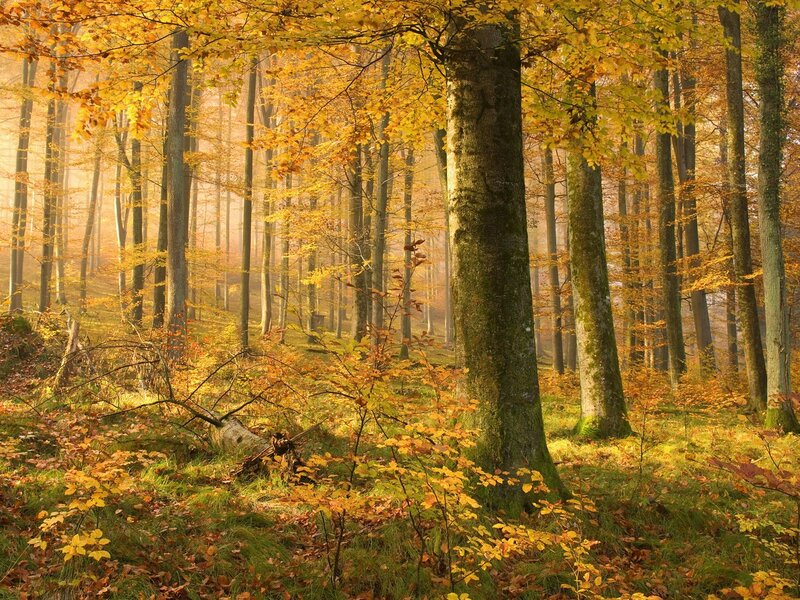 Autumn forest with golden leaves